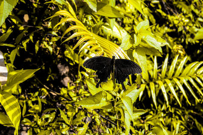 Close-up of butterfly pollinating on plant