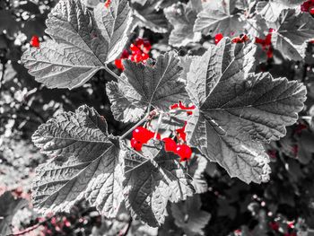 Close-up of red leaves on tree during winter