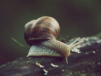 Close-up of snail