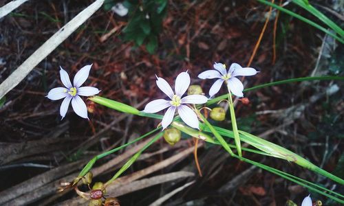 Close-up of white flowers