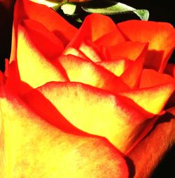 Close-up of red rose