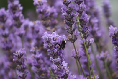 Close-up of bee on purple flowers