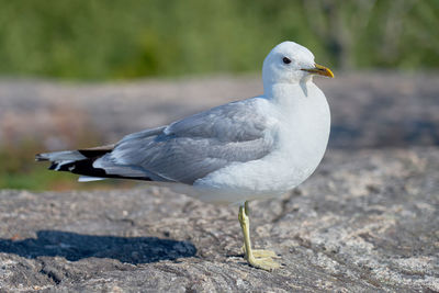 A seagull near on a granite stone in the sun.