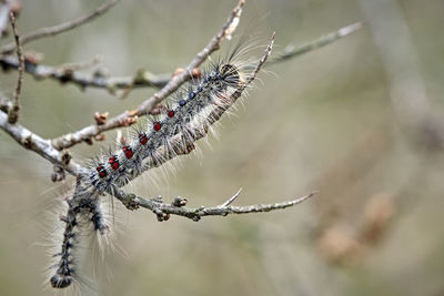 Close-up of spider web on plant