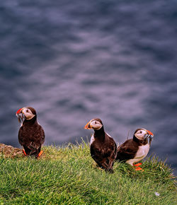 Close-up of bird