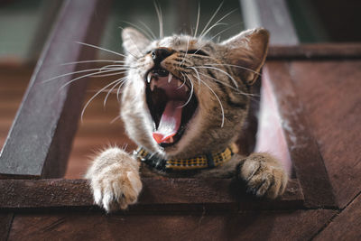 Close-up of cat yawning