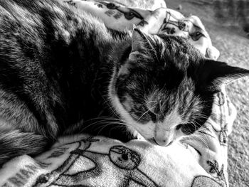 Kitty nap. calico curled up against blanket. sleepy.