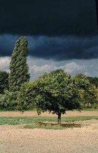 Trees on field against sky