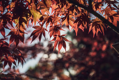 Close-up of maple leaves on tree