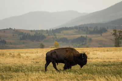 Buffalo grazing in a field