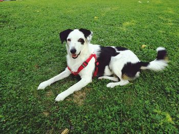 High angle view of dog on field