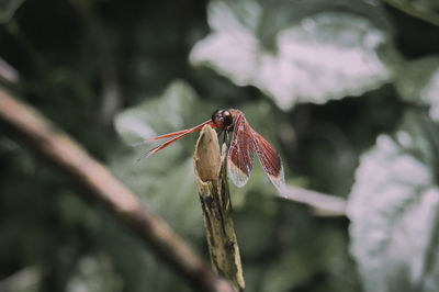 Close-up of insect on plant