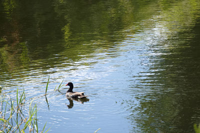 Ducks in the lake