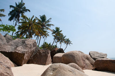 Low angle view of palm trees against sky