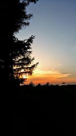 Silhouette of tree at sunset