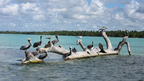 View of birds in sea
