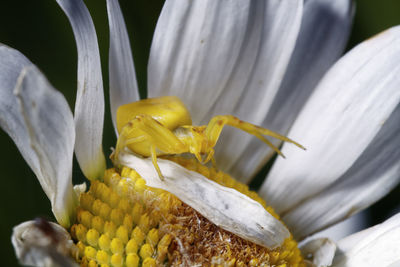 Close-up of yellow flower