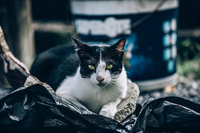 Portrait of cat relaxing outdoors