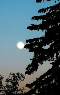 Low angle view of silhouette tree against sky at night