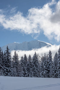 Snow covered pine trees against sky