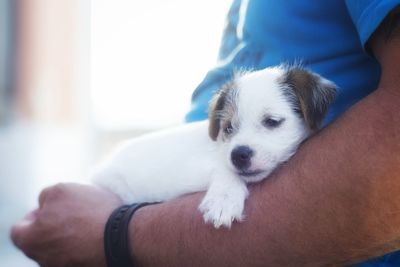 Midsection of man with dog