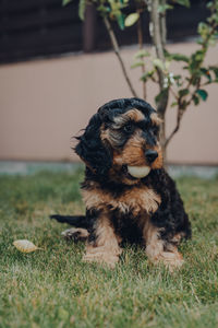 Cute two month old cockapoo puppy in a garden, holding a ball in his mouth, selective focus.