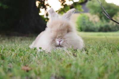 Surface level view of rabbit resting on field