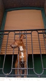 Close-up of dog
