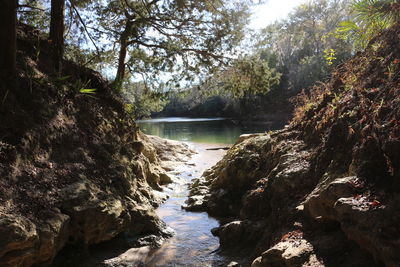 River passing through forest