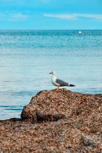 Seagull on beach