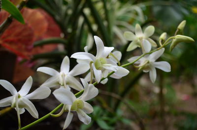 Close-up of white flowering plant