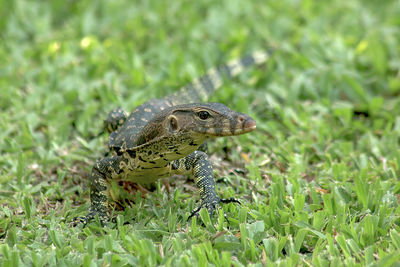Close-up of a lizard on a field