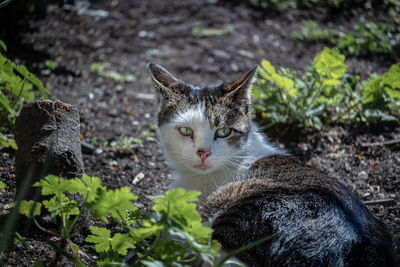 Close-up portrait of a cat