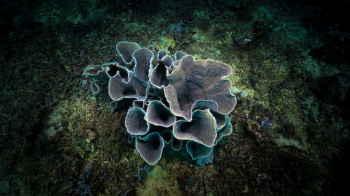 View of coral in sea