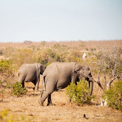 View of elephant on land