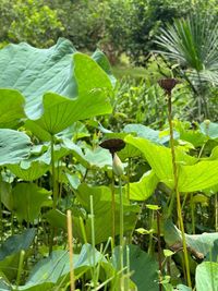 plant