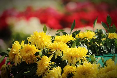 Close-up of yellow flowering plant