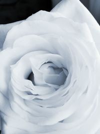 Close-up of white rose