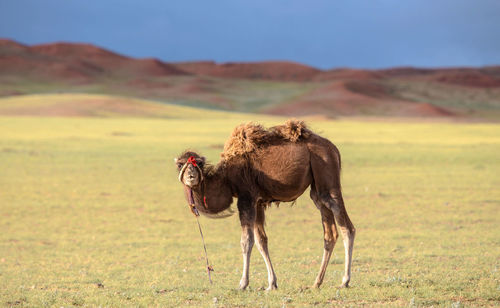 Portrait of camel on grass against sky