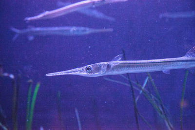 Fish swimming in sea