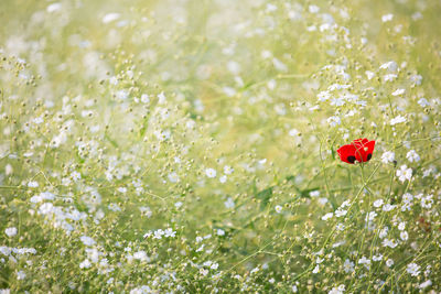 Close-up of red poppy flowers