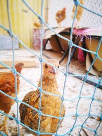 Hens in cage