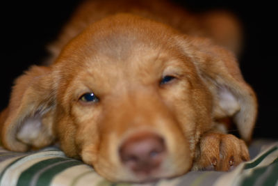 Close-up portrait of a dog