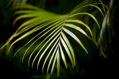 Beautiful green palm leaf. palm leaf on black background