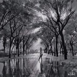 Silhouette of trees in park