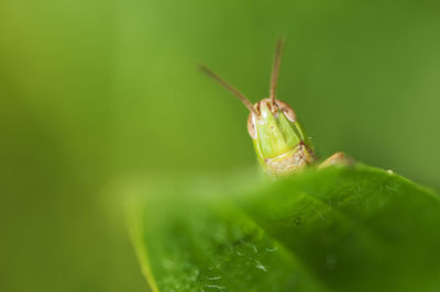 Macro view of a grasshopper's head on leaf edge against a blurred green background.