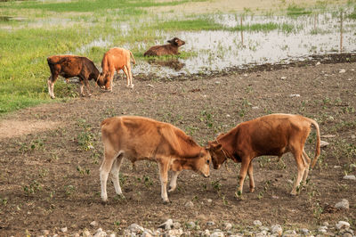 Cows grazing on field