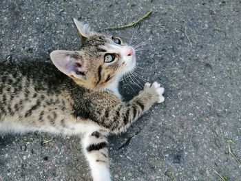 High angle portrait of a cat
