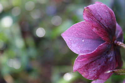 Close-up of pink flower