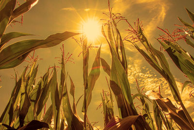 Close-up of stalks against sky at sunset